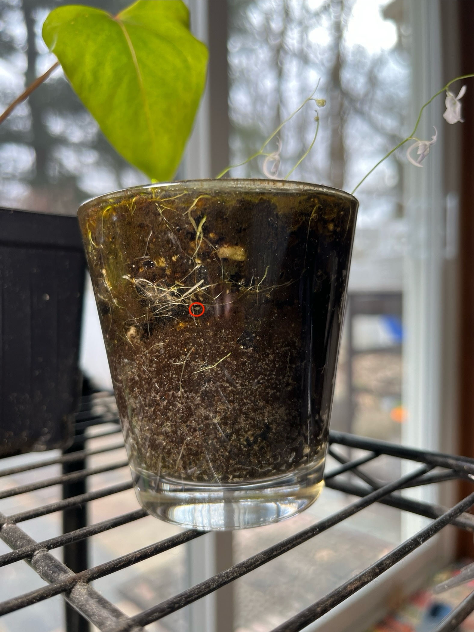 Utricularia sandersonii Roots